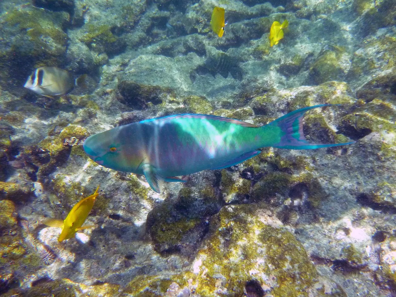 rainbow, fish, underwater, marine, snorkel, hawaii, captain cook's monument, coral, underwater, snorkel, hawaii, hawaii, hawaii, hawaii, hawaii, coral